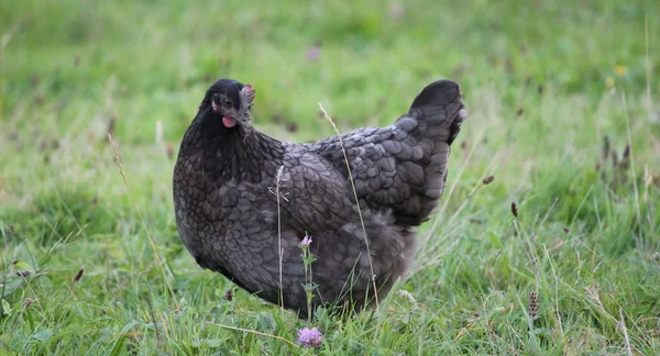 Hen and grass — Stock Photo, Image