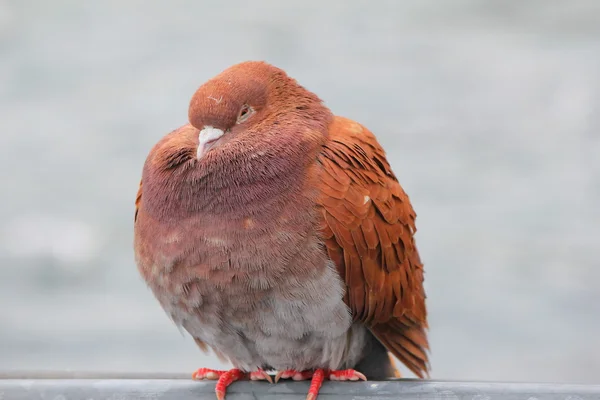 Pigeon Orange Gris — Photo
