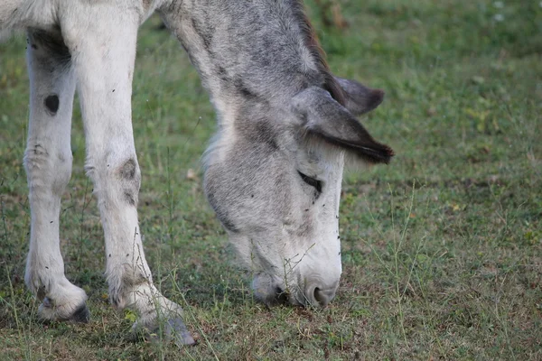 Donkey white and grey — Stock Photo, Image