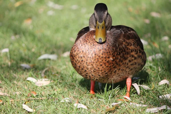Ördek brown ve çim — Stok fotoğraf
