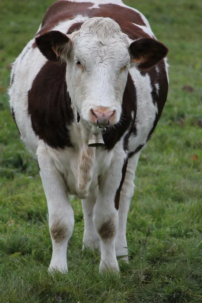 Коровья и зеленая трава — стоковое фото
