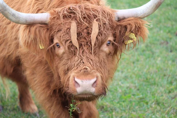 Cow Highland — Stock Photo, Image
