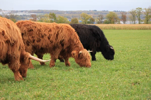 Highland cow — Stock Photo, Image