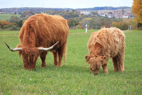 Шотландская нагорная корова — стоковое фото
