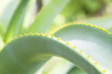 aloe vera yaprağı