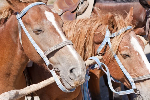 Bruna hästar på ranch — Stockfoto