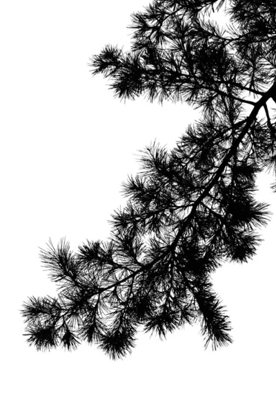 Силуэт сосновой ветви — стоковое фото