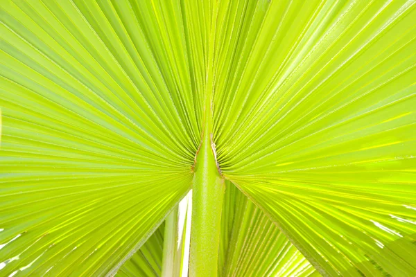 Foglia di palma verde lussureggiante — Foto Stock
