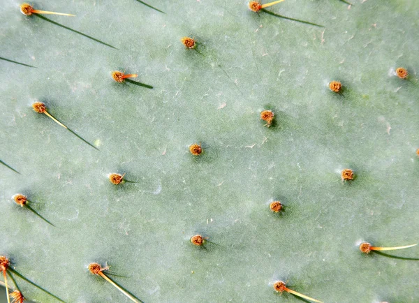 Zöld kaktusz felület — Stock Fotó