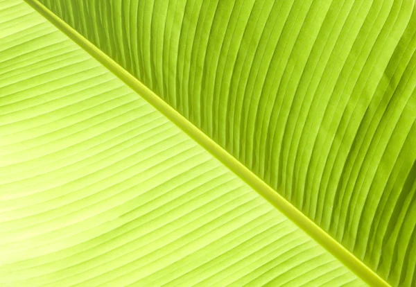 Hoja de palma verde exuberante — Foto de Stock