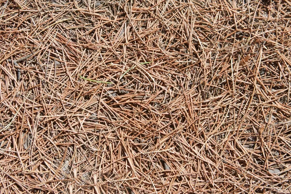 Coniferous pine needles — Stock Photo, Image