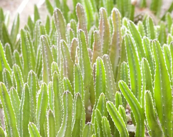 Zelená kaktusy — Stock fotografie