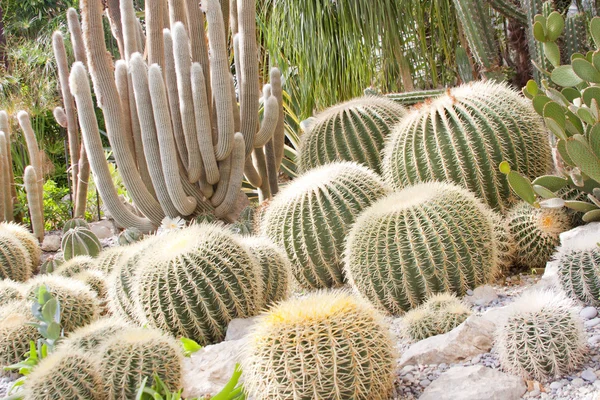 Green cactuses — Stock Photo, Image
