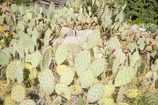 Grønne kaktuser – stockfoto