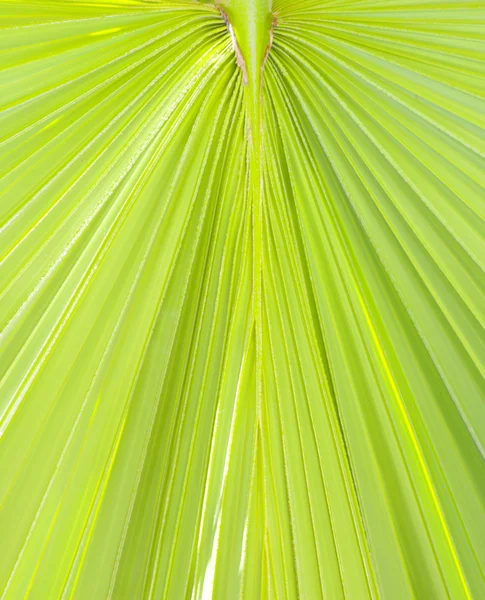 Foglia di palma verde lussureggiante — Foto Stock