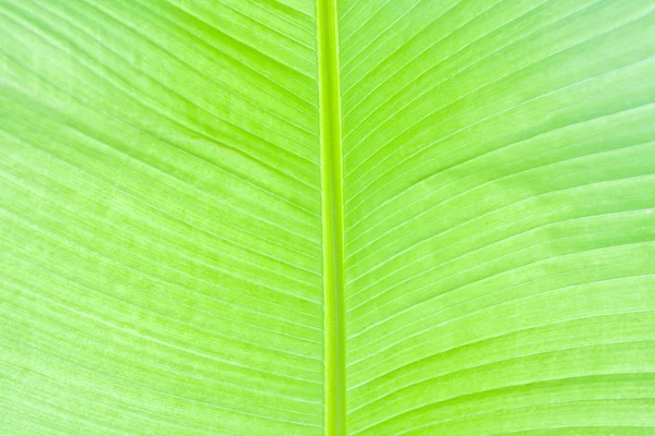 Lush green palm leaf — Stock Photo, Image