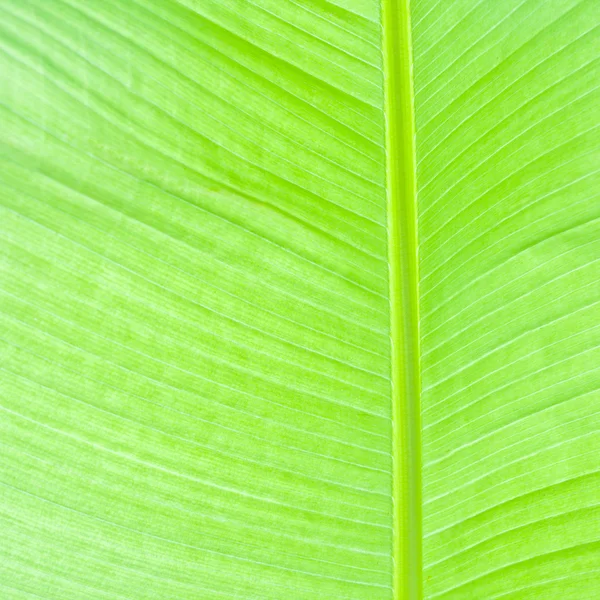 Hoja de palma verde exuberante —  Fotos de Stock