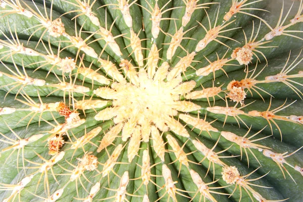 Zielony kaktus powierzchni — Zdjęcie stockowe