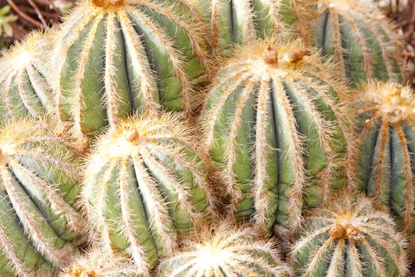 Zöld kaktuszok — Stock Fotó