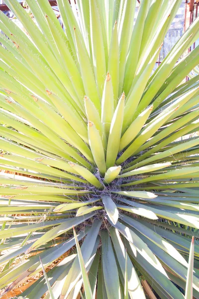 Zielony kaktus Busha — Zdjęcie stockowe