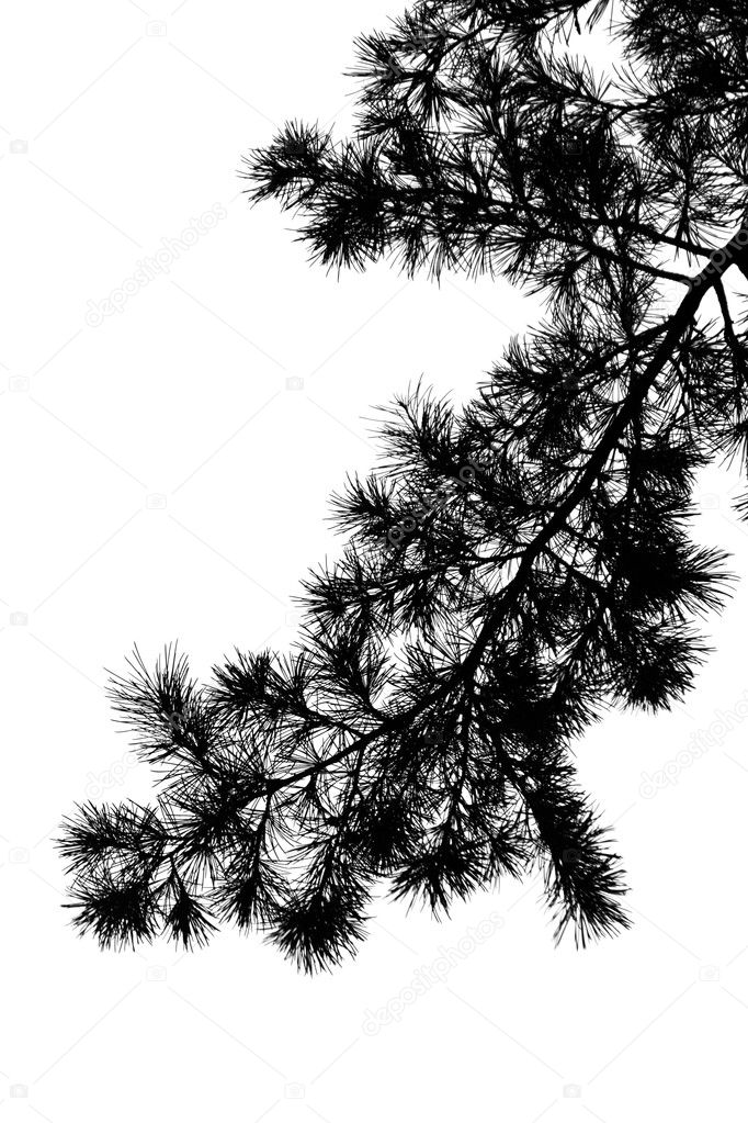 Download Silhouette of pine tree branch — Stock Photo © Nomadsoul1 ...