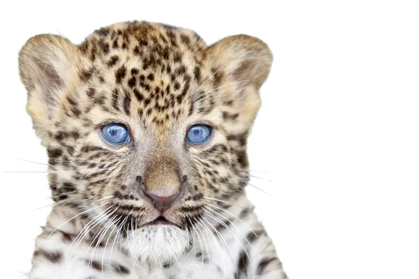 Leopard дитинча — стокове фото