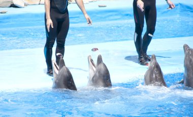Feeding dolphins clipart