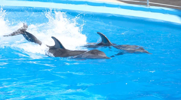 Dos delfines. —  Fotos de Stock