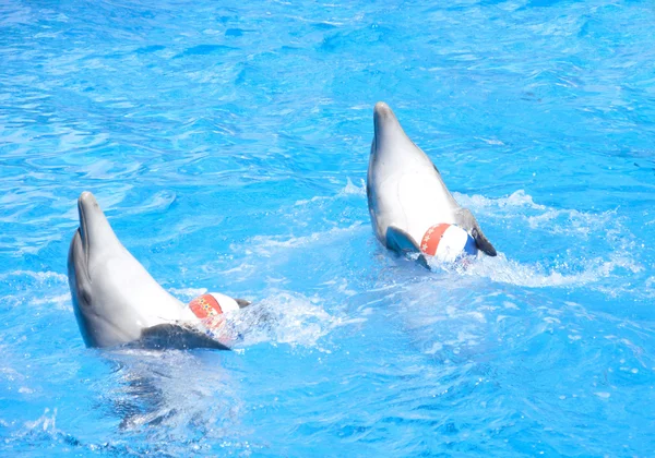 Dva taneční delfíni — Stock fotografie