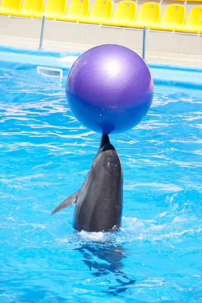 Tančící delfín — Stock fotografie