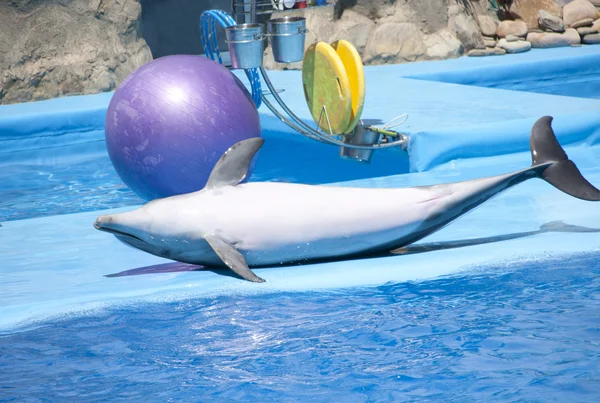 Posando delfín —  Fotos de Stock