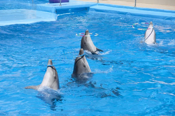 Dancing dolphins — Stock Photo, Image