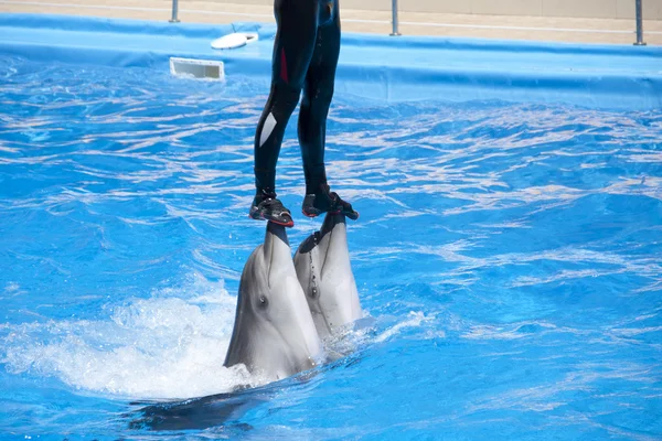 Espetáculo de golfinhos — Fotografia de Stock