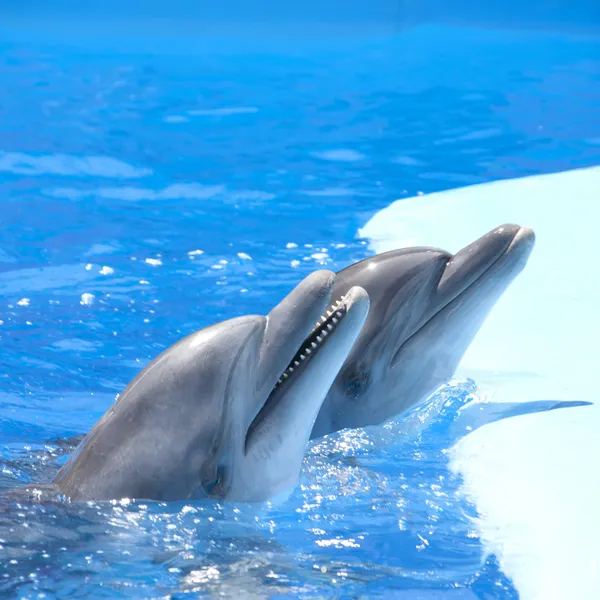 Dancing dolphins — Stock Photo, Image