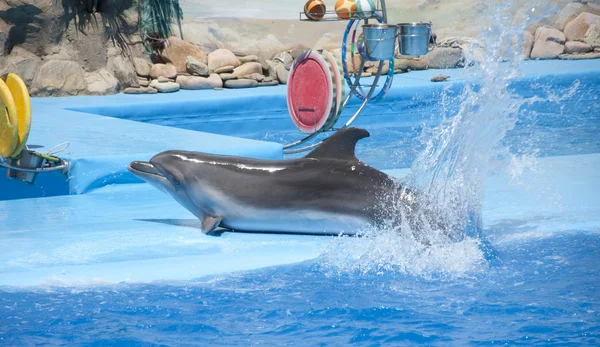 Delfín juguetón —  Fotos de Stock