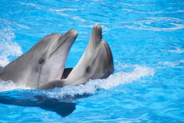 Dois golfinhos dançarinos — Fotografia de Stock