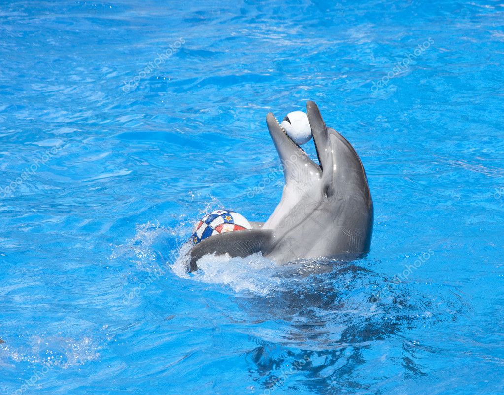 Dolphins Playing with Balls - Dolphin Show 