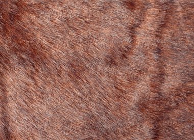 Animal fur clipart