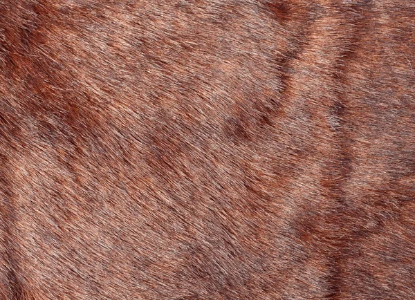 Pêlo animal — Fotografia de Stock