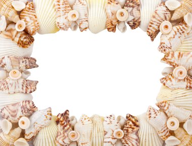 Sea shells frame clipart