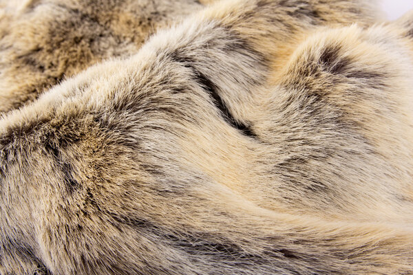 Animal fur. Use for texture or background
