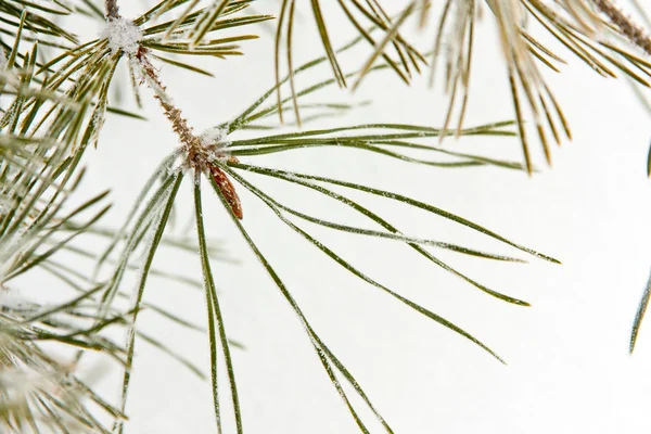Coniferous pine branch — Stock Photo, Image