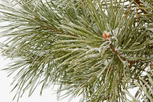Close Frozen Coniferous Pine Branch Winter — Stock Photo, Image