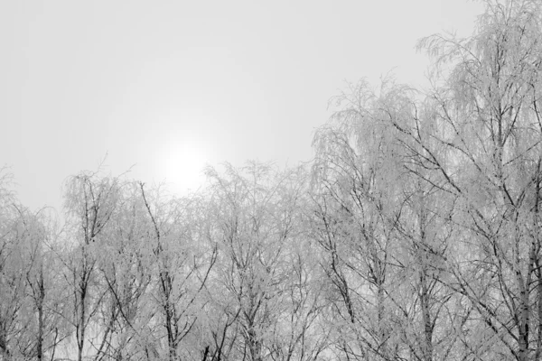 树上的白霜 — 图库照片