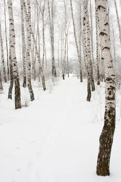 Sentiero Tra Betulle Nella Foresta Invernale — Foto Stock