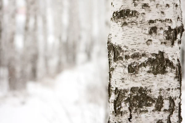 Close Birch Winter Forest — Stock Photo, Image