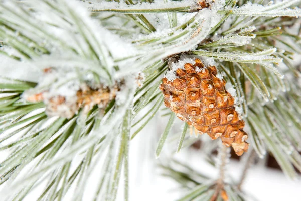 Frozen coniferous pine branch with cone — Stock Photo, Image
