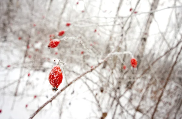 Краснодогровые ягоды — стоковое фото
