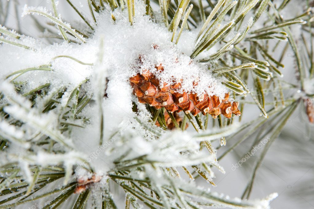 Frozen coniferous pine branch with cone