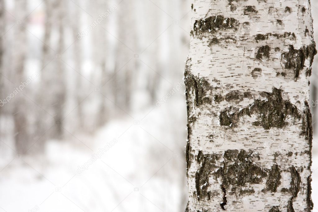 Close-up of a birch in winter forest